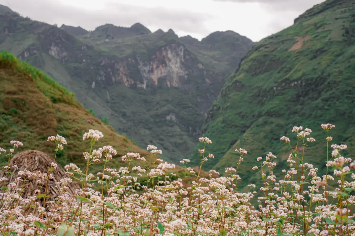 Rosa Buchweizenblüten an einem Berghang über einem grünen Tal in Ha Giang