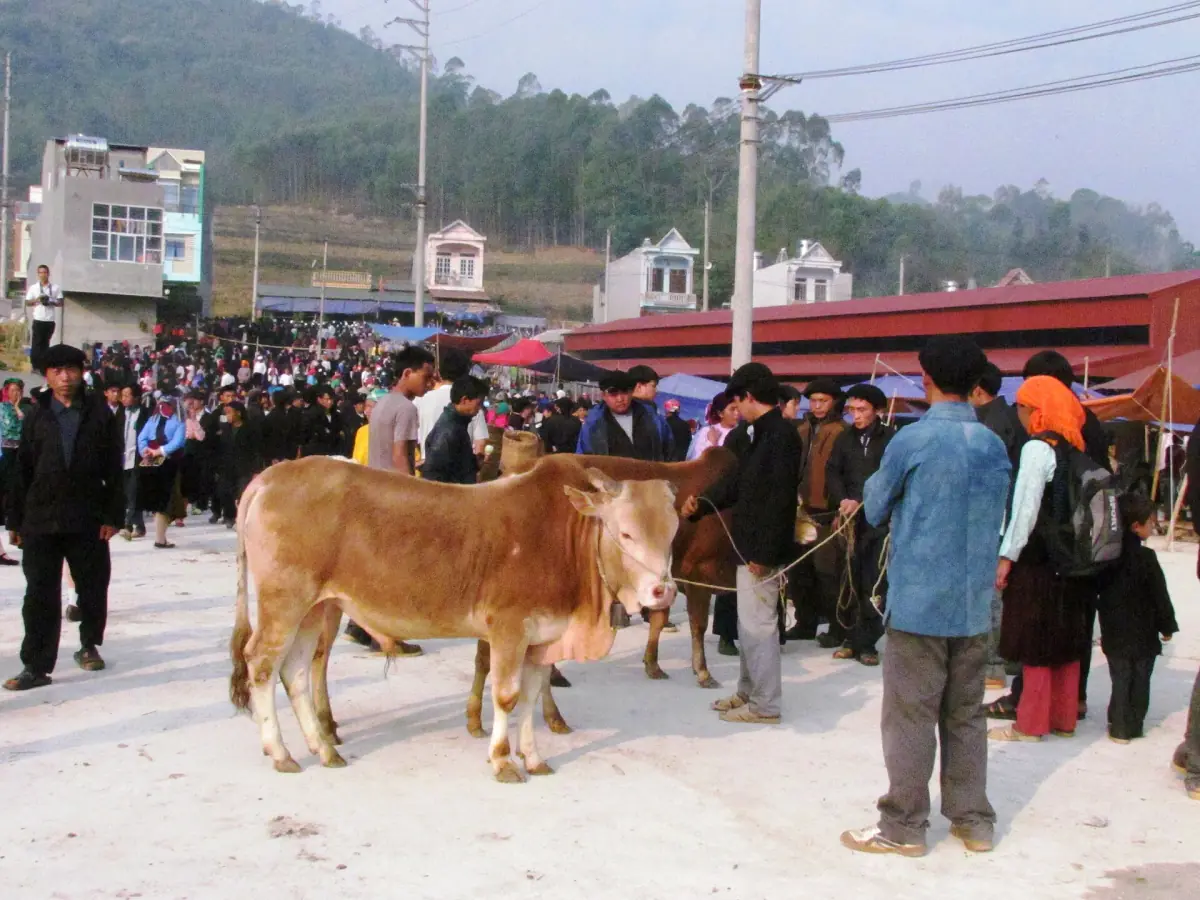 Cattle and traders at a corner of the Dong Van market